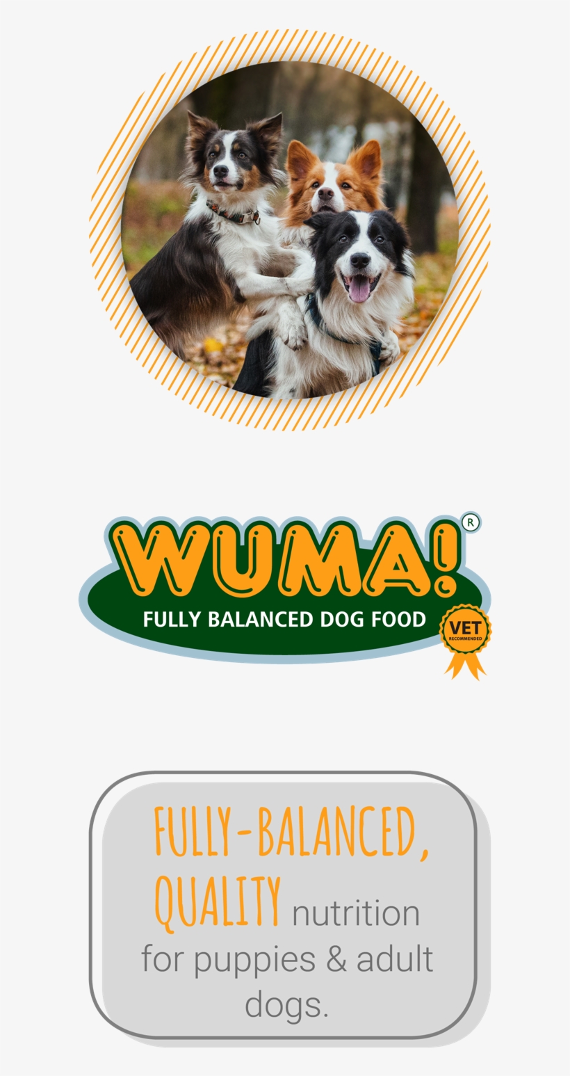 Montego Pet Nutrition - Dog Catches Something, transparent png #2322486