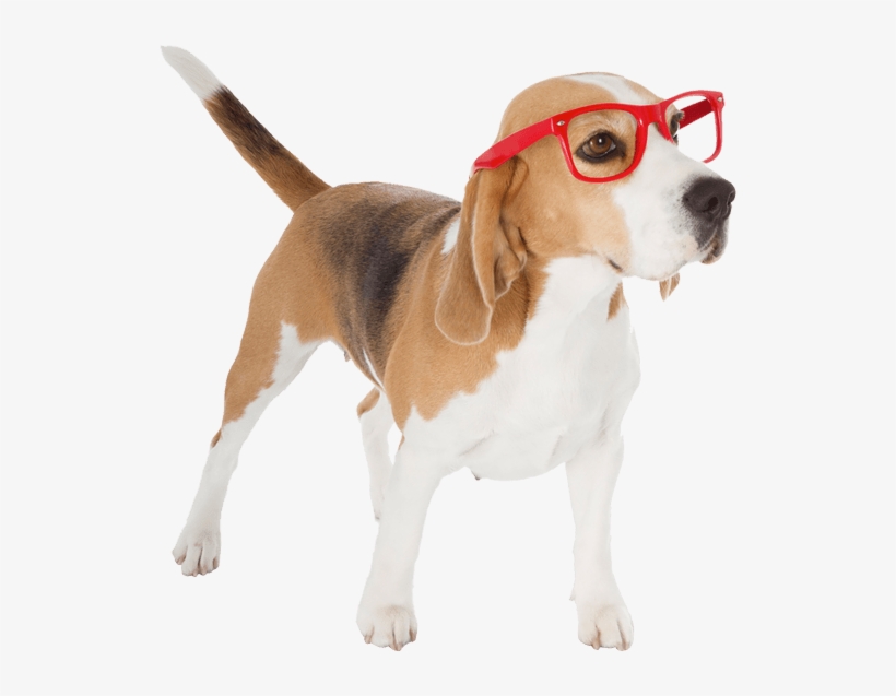 Doggy Image - Dog In Costume Transparent, transparent png #2322604