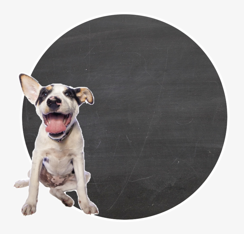 Stella & Chewy's, Llc, transparent png #2322620