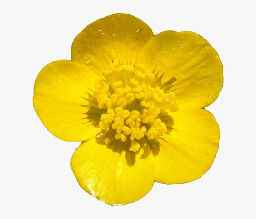 Buttercup Png By Bunny - Buttercup Png, transparent png #2323292