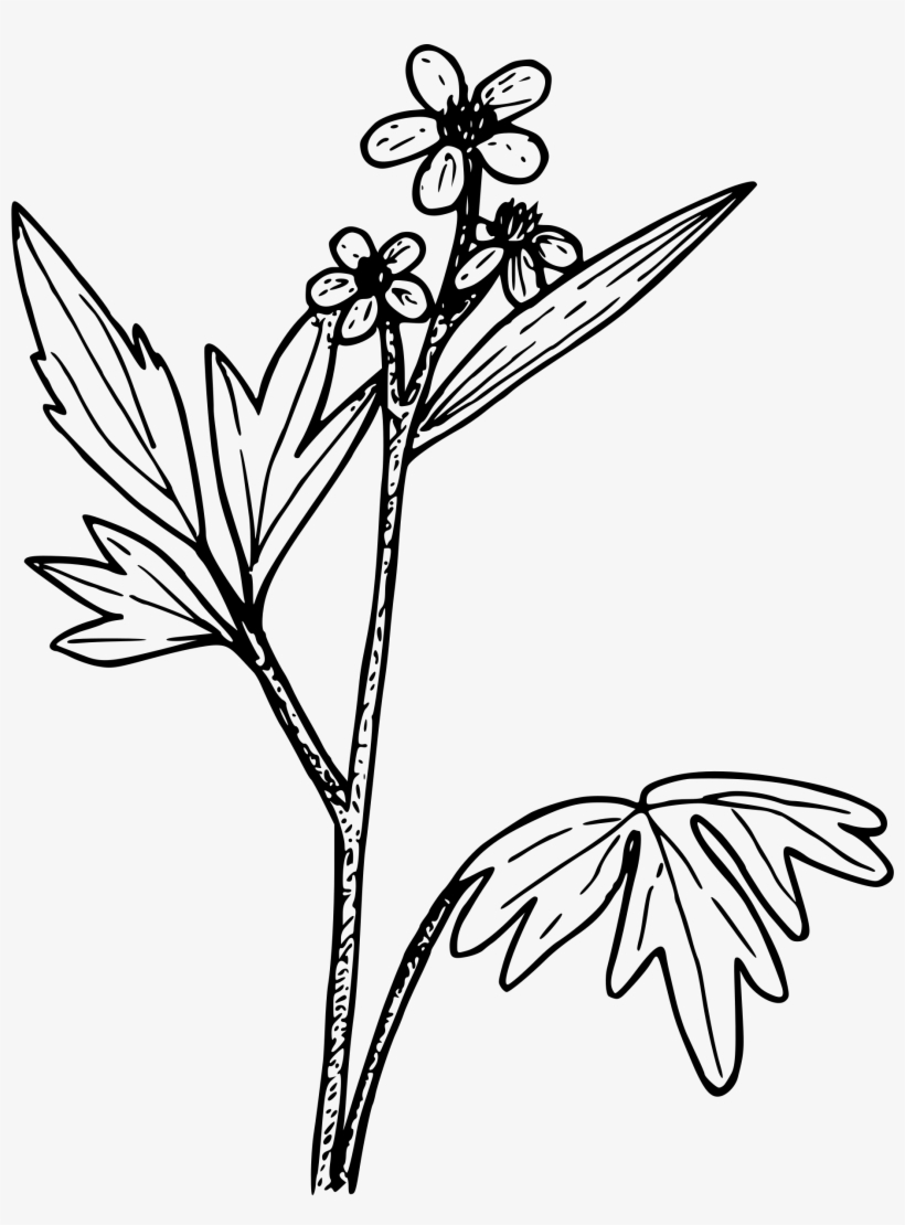 This Free Icons Png Design Of Wood Buttercup, transparent png #2323367