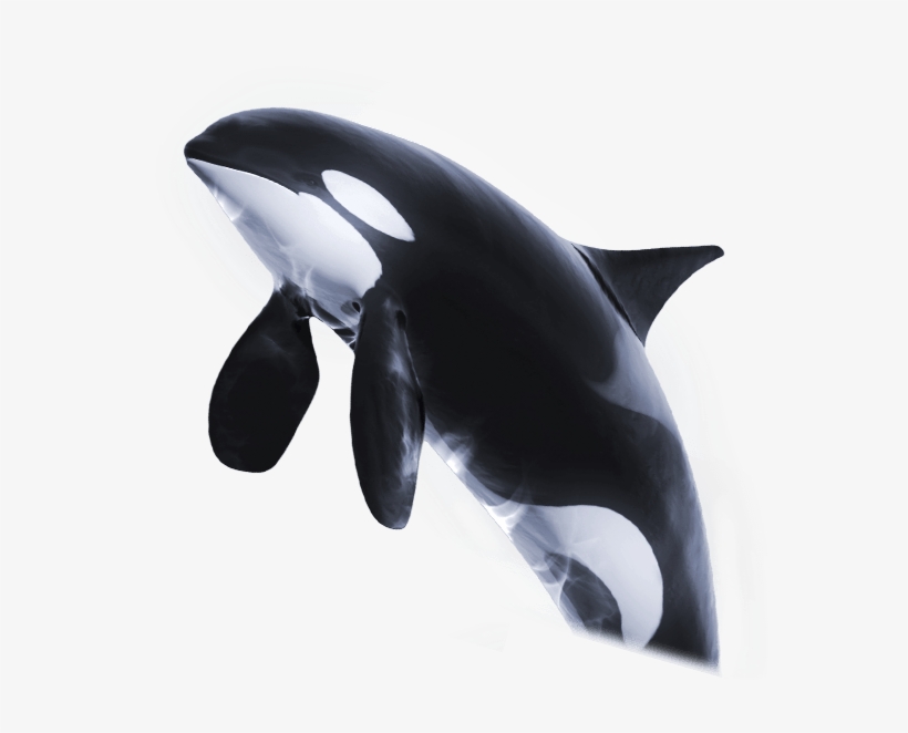 Orca™ - Png Killerwal, transparent png #2323393