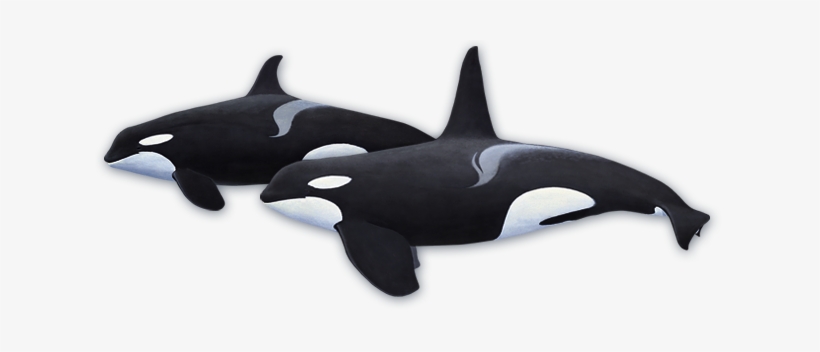 Orca Transparent North Atlantic Svg Black And White - Mojo Killer Whale, transparent png #2323441
