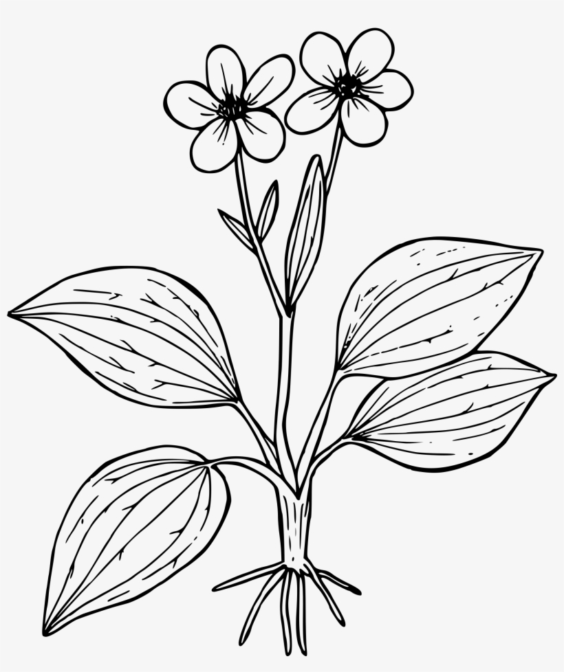 This Free Icons Png Design Of Plantain-leaved Buttercup, transparent png #2323554