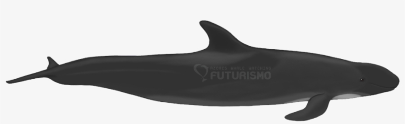 The False Killer Whale Got Its Name Because It Shares - Fish, transparent png #2323702