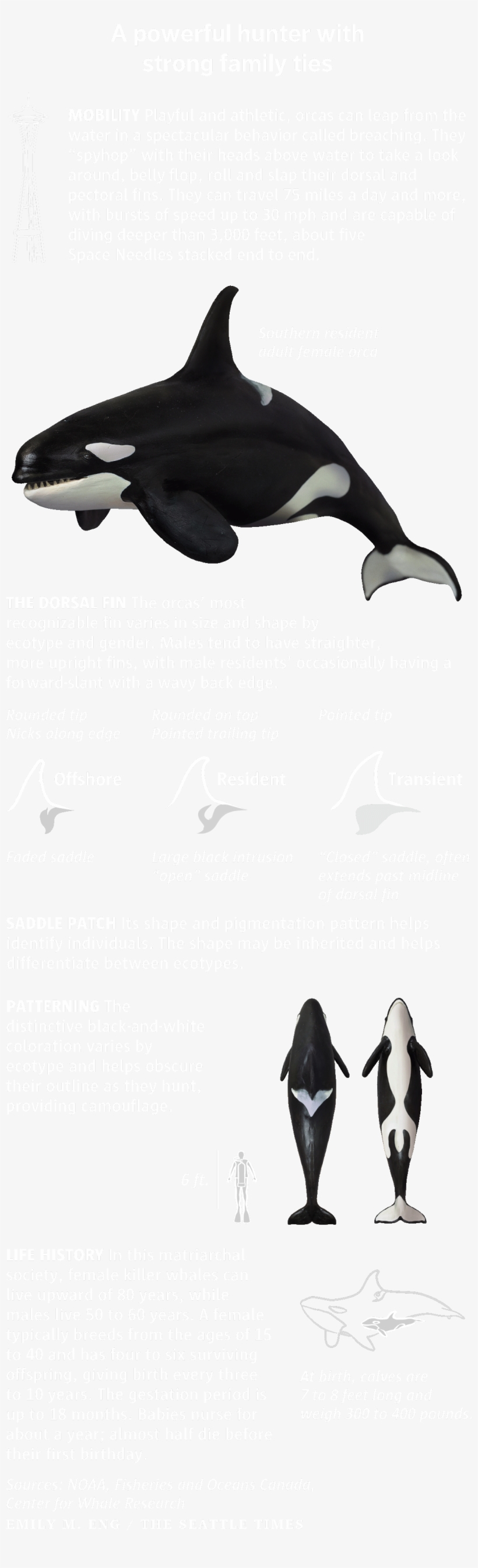 Three Orca Ecotypes Reside In The Waters Of The Northern - Killer Whale, transparent png #2323797