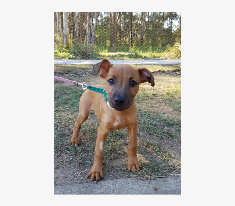 Photo Of Neville - Companion Dog, transparent png #2323954