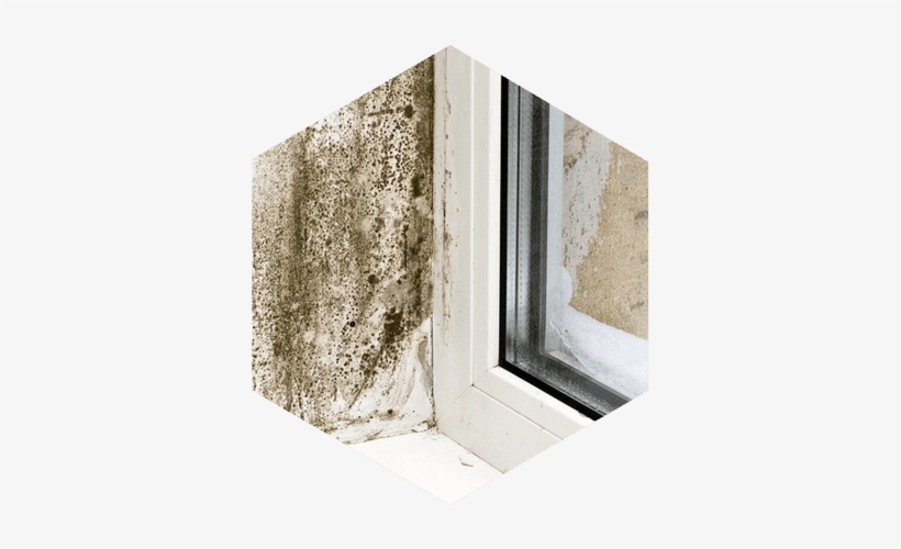 Mould Caused By Condensation - Exemple De Vis Cache, transparent png #2326059