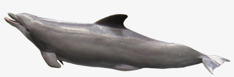 Laminated Poster Dolphin Marine Mammals Meeresbewohner - Imagenes Del Delfin En Png, transparent png #2329844