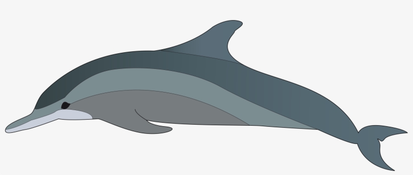Spinner Dolphin Clipart Dolphin Fish - Bottlenose Dolphin Clipart, transparent png #2329886