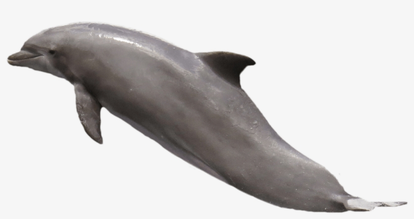 Dolphin Jumping - Transparent Picture Of Dolphin, transparent png #2330099