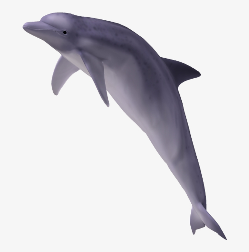 Dolphin - Clip Art, transparent png #2330179