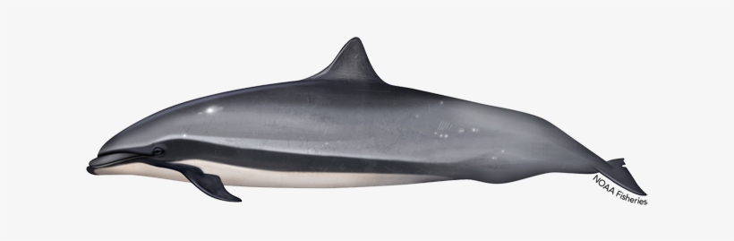 Fraser's Dolphin, transparent png #2330201