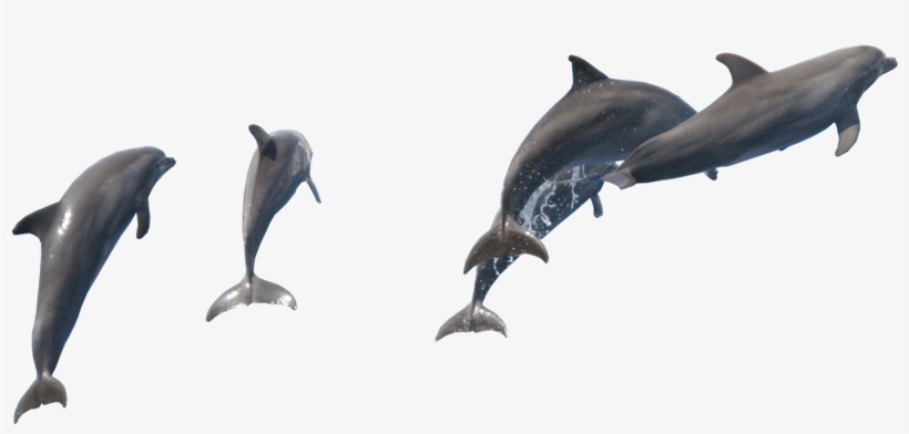 Fish Dolphin Png, transparent png #2330221