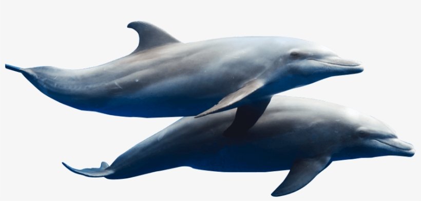 Contact Information - Dolphin Herd Transparent, transparent png #2330253