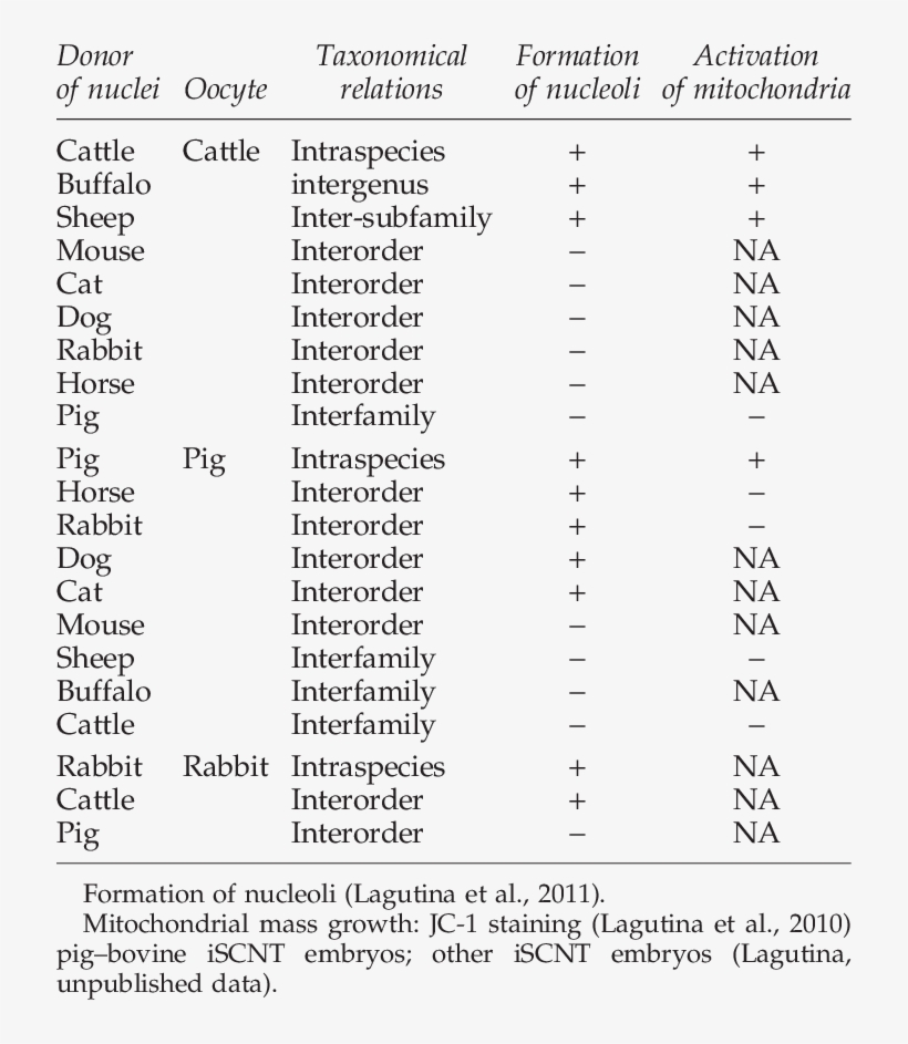 Formation Of Nucleoli And Mitochondrial Mass Growth - Document, transparent png #2332271