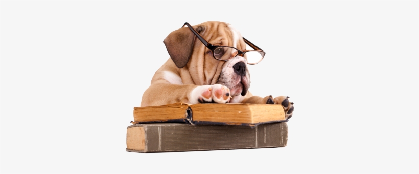 Content Through Adwd With The Exception Of A Few Minor - Bulldog With Book, transparent png #2332274