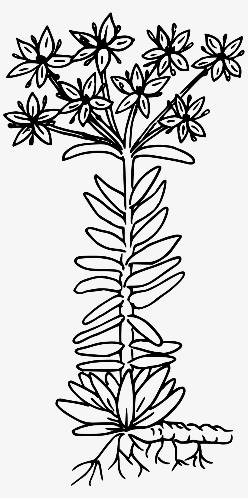 This Free Icons Png Design Of Lance-leaved Stonecrop, transparent png #2334274