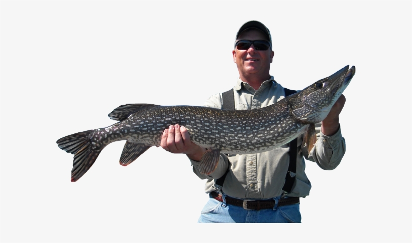 Fisherman With Pike - Fisherman Png, transparent png #2334972