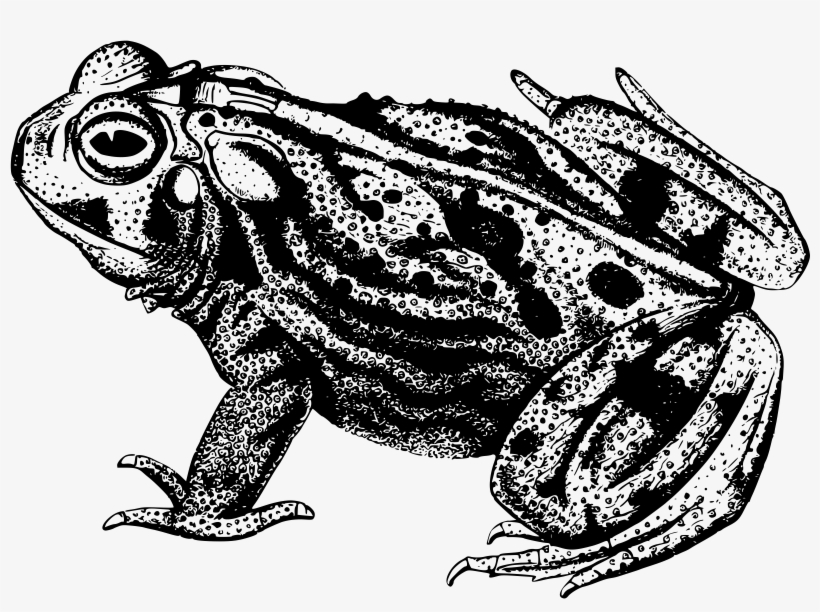This Free Icons Png Design Of Great Plains Toad, transparent png #2337738