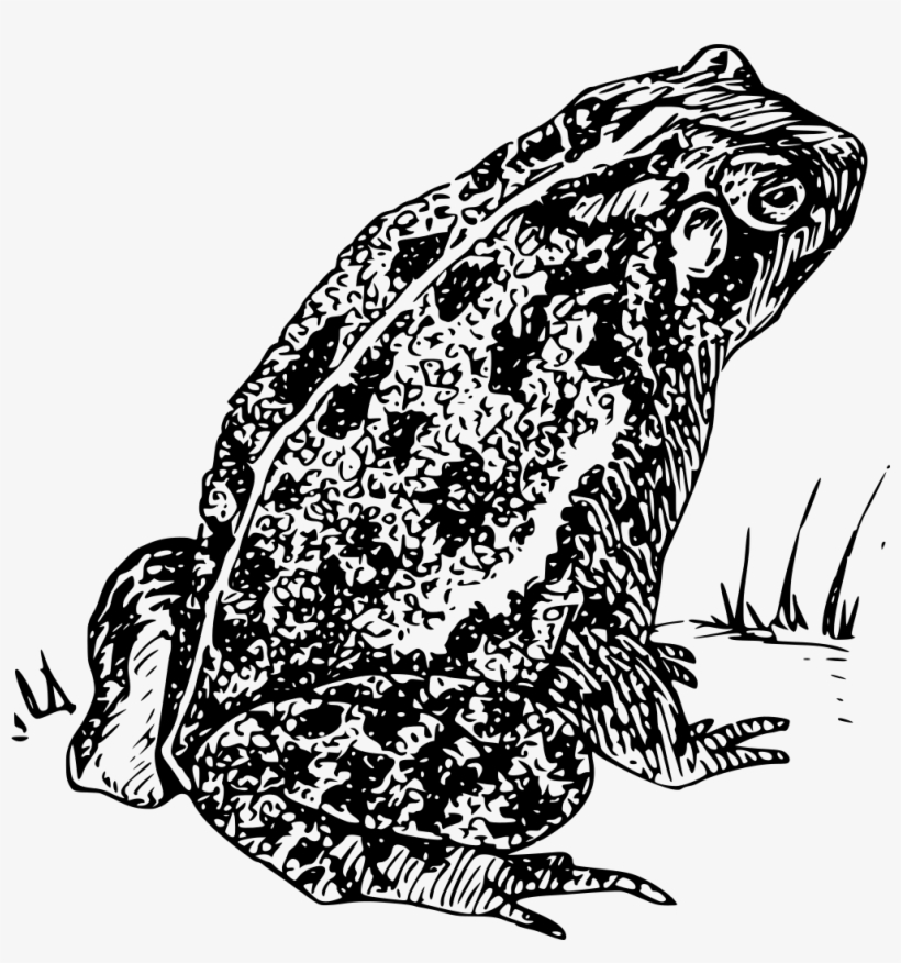 Download Png - Toad Clip Art Black And White, transparent png #2337859
