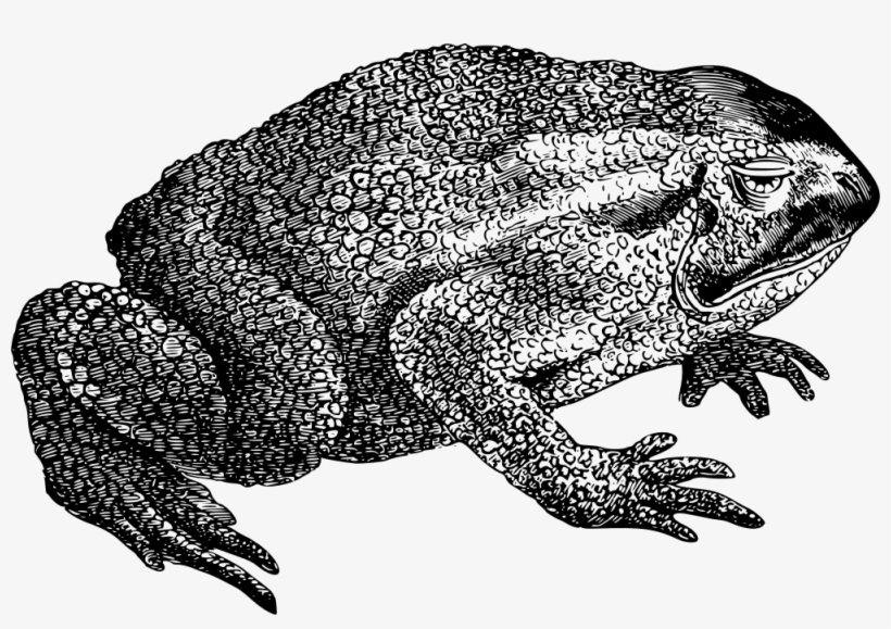 Common Toad - Frog, transparent png #2337994