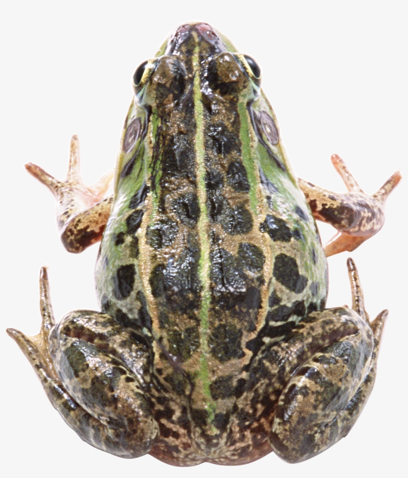 Frog Png - Frog, transparent png #2338042