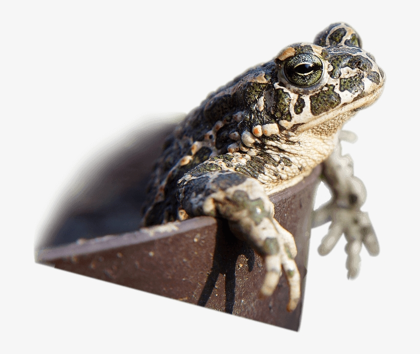 Go Green - Oak Toad, transparent png #2338152
