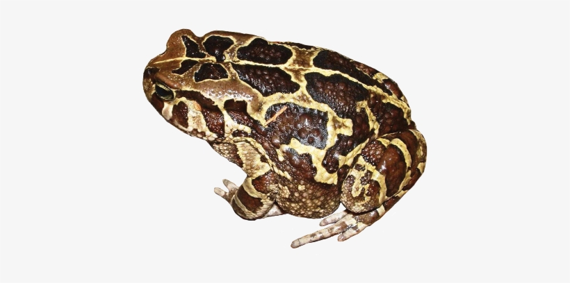 What Does The Western Leopard Toad Sound Like Link - Amietophrynus Pantherinus, transparent png #2338241