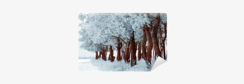 Winter Forest With Frost On The Trees And Snowflakes - Snow Bridge, transparent png #2338673