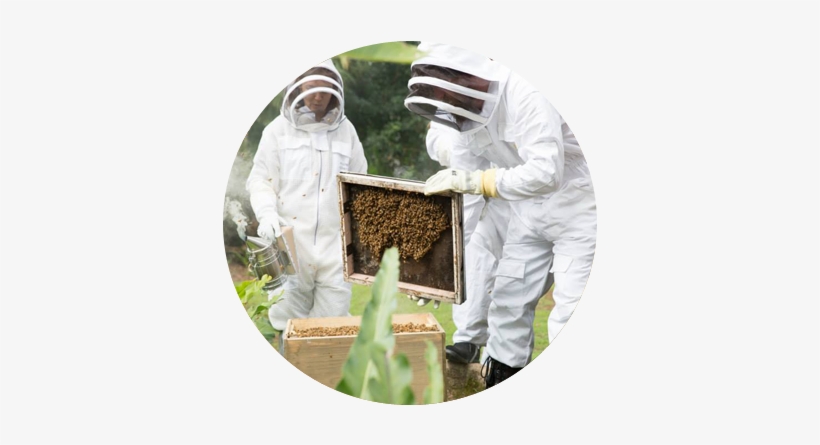 There Has To Be A Better Way - Beehive Design Australia, transparent png #2338803