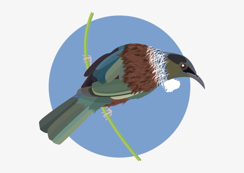 Questions & Answers - Tui Bird Png, transparent png #2339141