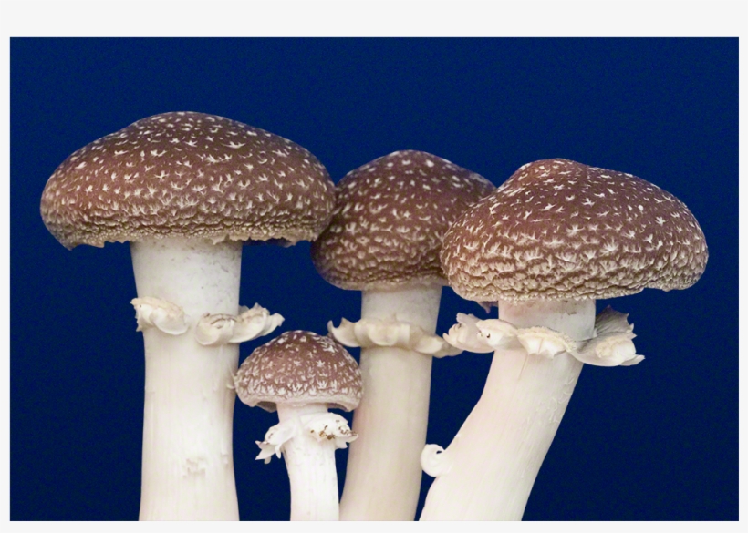 The King Stropharia Mushroom Patch™ - Stropharia Rugosoannulata, transparent png #2339439