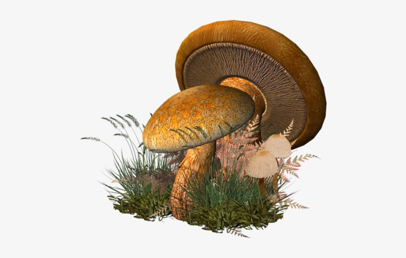 0 5f830 71a6f3ca Xl - Picmix Mushroom, transparent png #2339479
