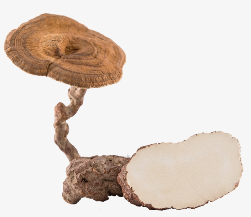 Tiger Milk Mushroom Png, transparent png #2339544