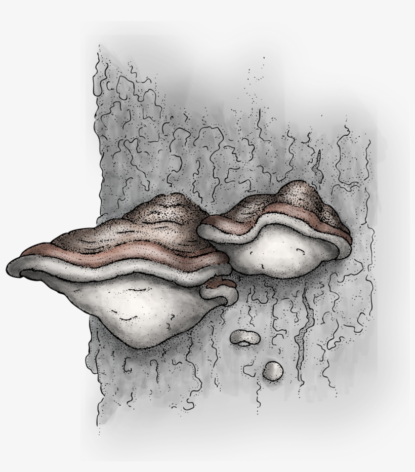 Shelf Fungi - Seldovia, transparent png #2339760