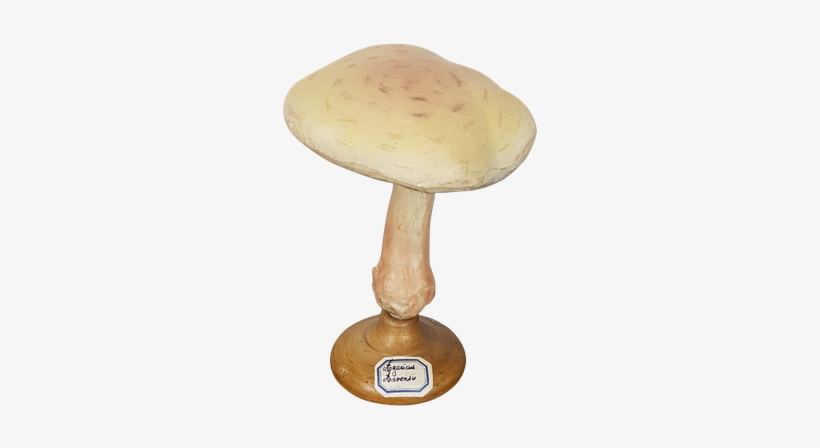 Three Fungi Sculptures - Penny Bun, transparent png #2339791