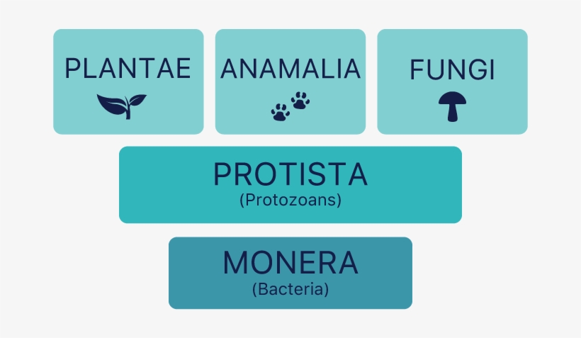 Kingdoms Of Organisms Chart - Kingdom, transparent png #2339795