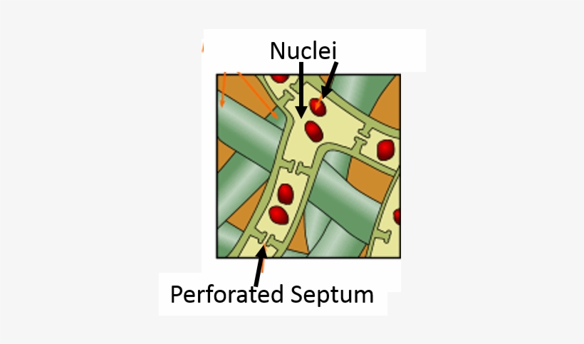 Like Bacteria, Fungi Provide Many Benefits - Bacteria, transparent png #2339819