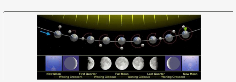 Moon Phases As Seen Looking Southwards From The Northern - Planet Moon And The Karmic Law: Ameters, Timing Of, transparent png #2339981