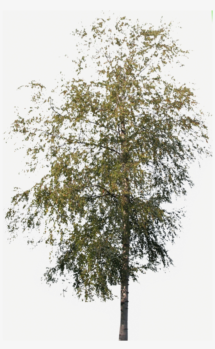 Tree Birch Medium - Kilobyte, transparent png #2342306