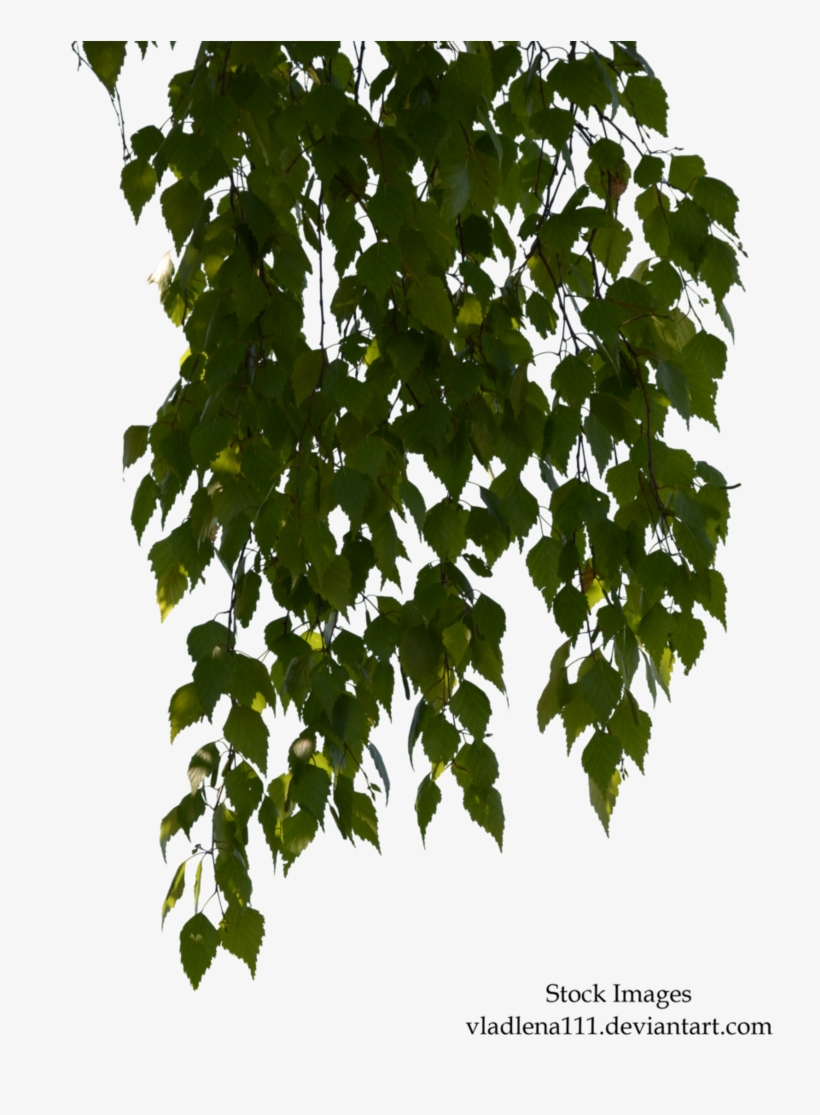 Birch Branches - Birch, transparent png #2342396