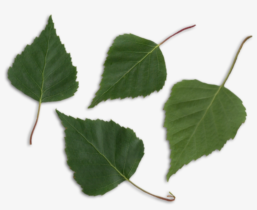Transparent Leaf Birch, transparent png #2342425