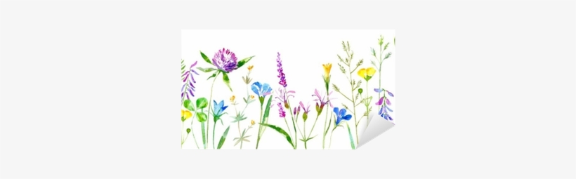 Buttercup, Grass,lobelia,spike - White Background Grass Flower, transparent png #2342793