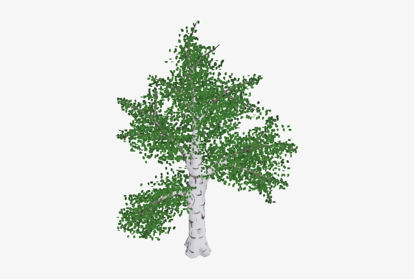 Birch 01 Mature Summer Thc - Canoe Birch, transparent png #2342823