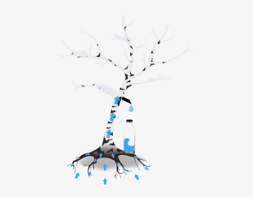Birch Water - Illustration, transparent png #2343010