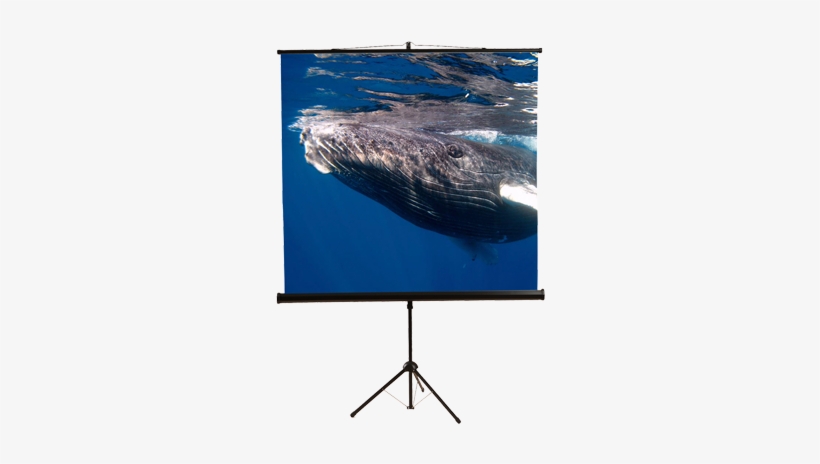 Mustang Sc-t6011 Portable Tripod Projector Screen - Led-backlit Lcd Display, transparent png #2348374
