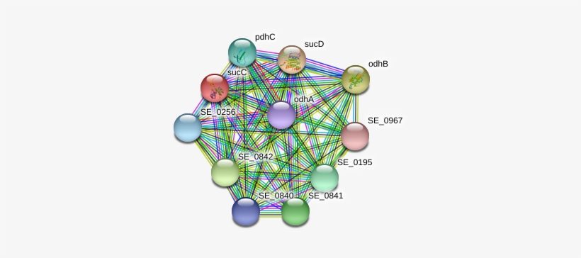 Succ Protein - Circle, transparent png #2348547
