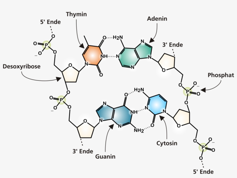 Dna Structure Png - Structure Of A Dna Molecule Diagram, transparent png #2349198