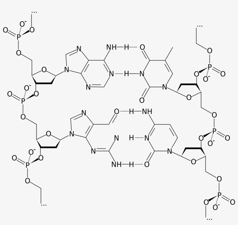 Dna Structure Png Image Black And White Download - Dna Formula Png, transparent png #2349264